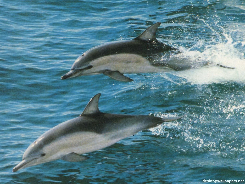 Dauphins - 021